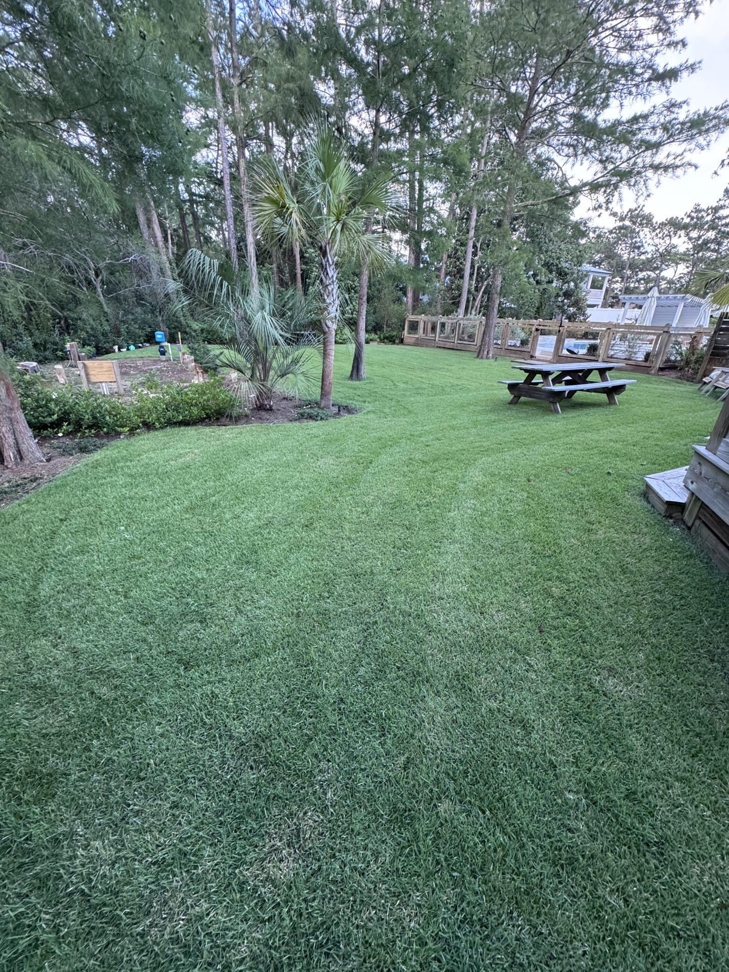 Freshly maintained residential lawn with palms and coastal plantings